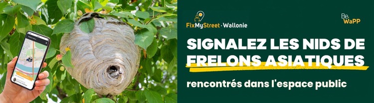 nid de frelons