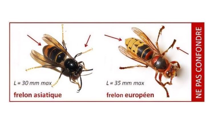 frelon.jpg