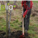 5 conseils de jardinage pour bien préparer l’automne