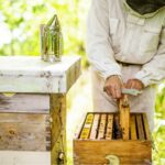 Recensement des apiculteurs