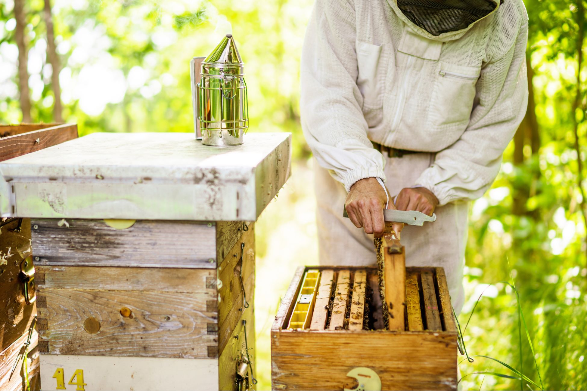 Recensement des apiculteurs