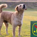 Chiens et respect du voisinage : rappel des règles