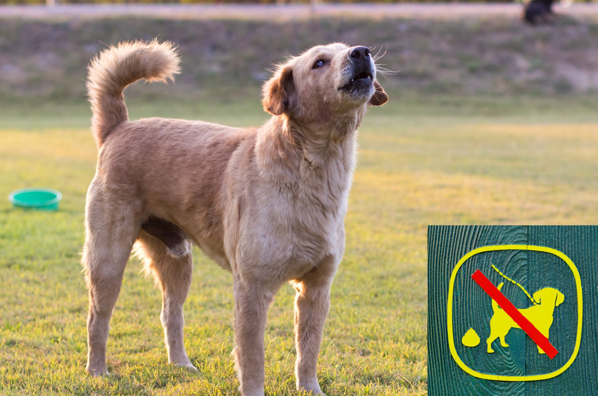 Chiens et respect du voisinage : rappel des règles