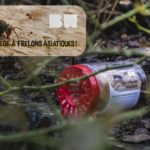 Frelon asiatique : les pièges-couvercles sont arrivés !!!