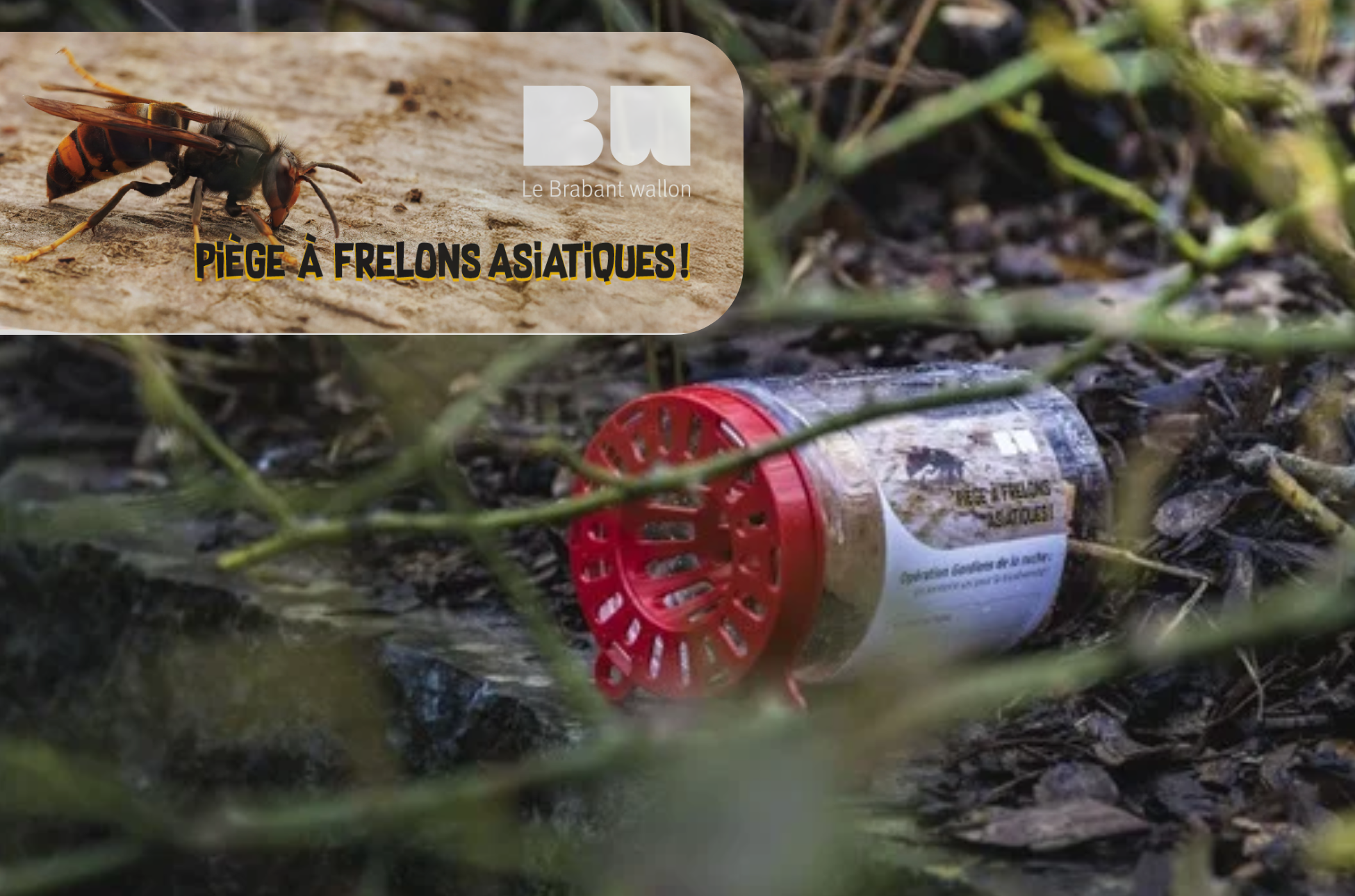 Frelon asiatique : les pièges-couvercles sont arrivés !!!