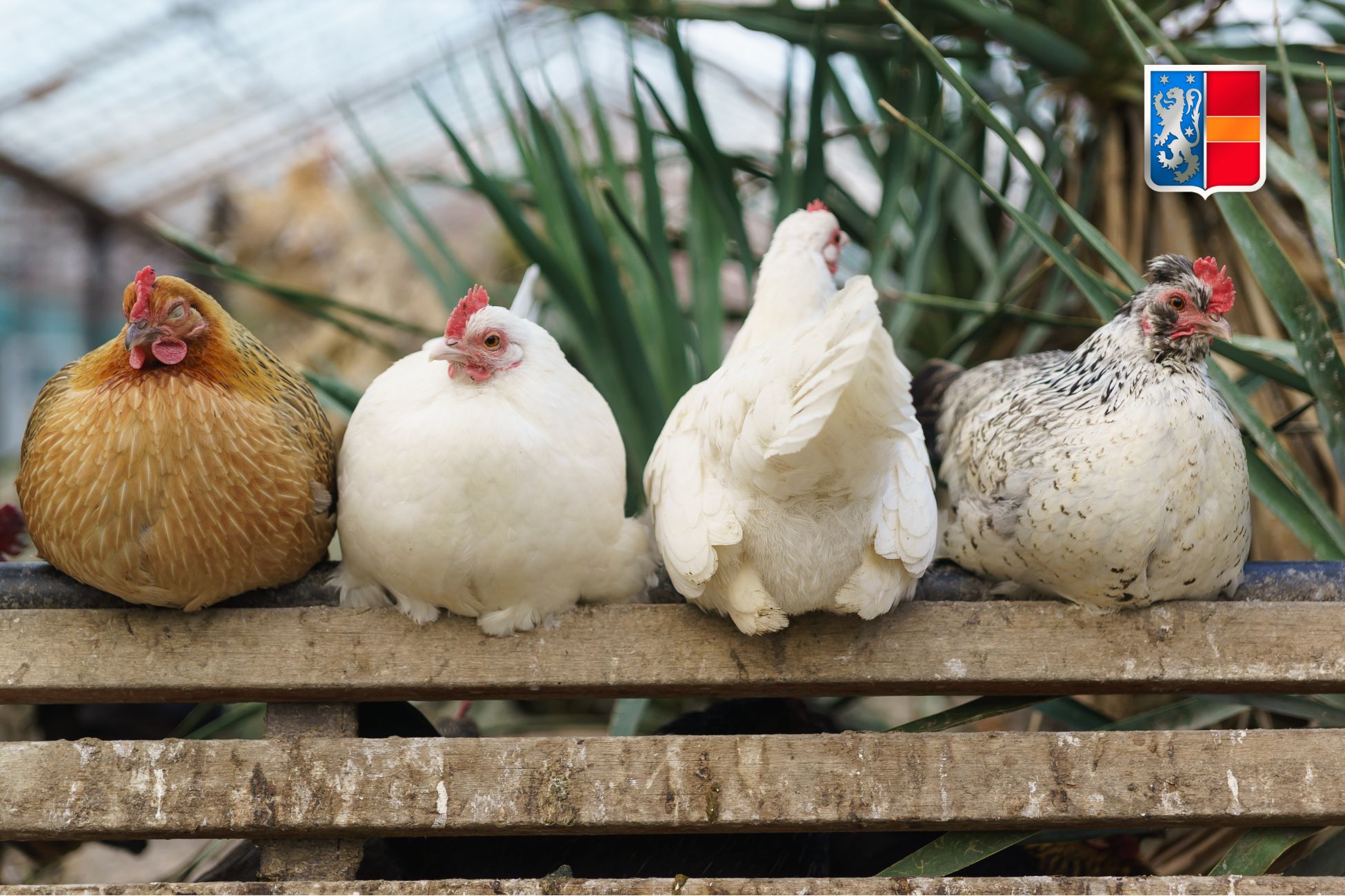 Matinée de distribution des poules