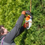 Rappel concernant la taille des haies